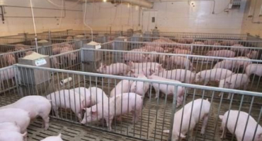 Kolik prasat lze chovat v osobní vedlejší farmě, normy a požadavky